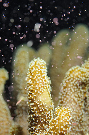 Coral Spawning