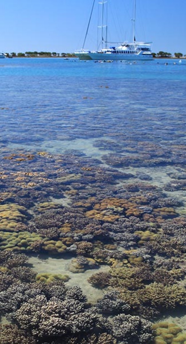 Low Isles Low Tide