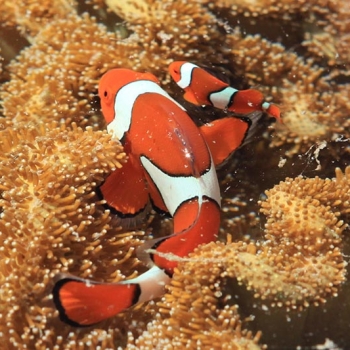 Clown FIsh Great Barrier Reef