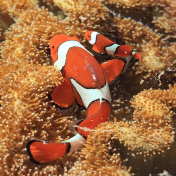 Clown FIsh Great Barrier Reef Clown FIsh Great Barrier Reef